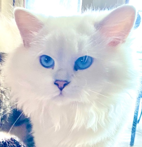 British Shorthair Mix