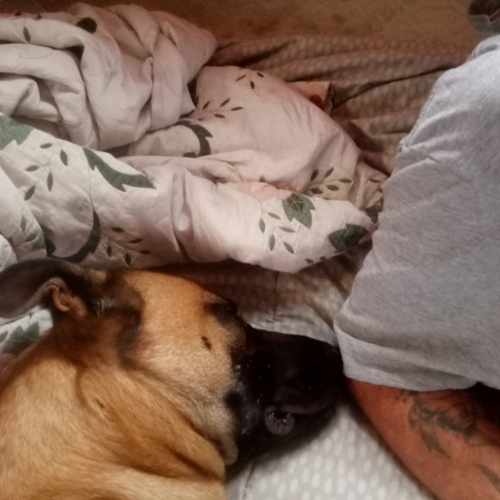 Belgian Malinois
