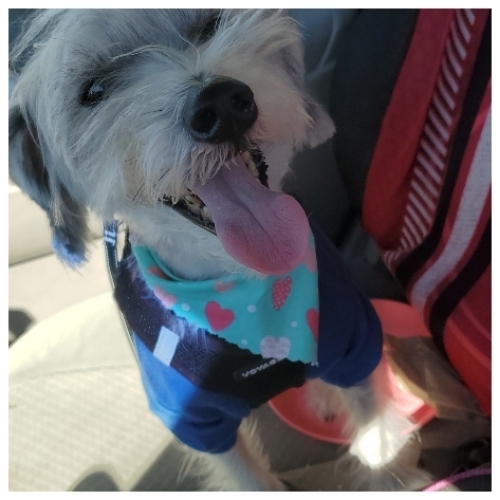 Minature Schnauzer Mix