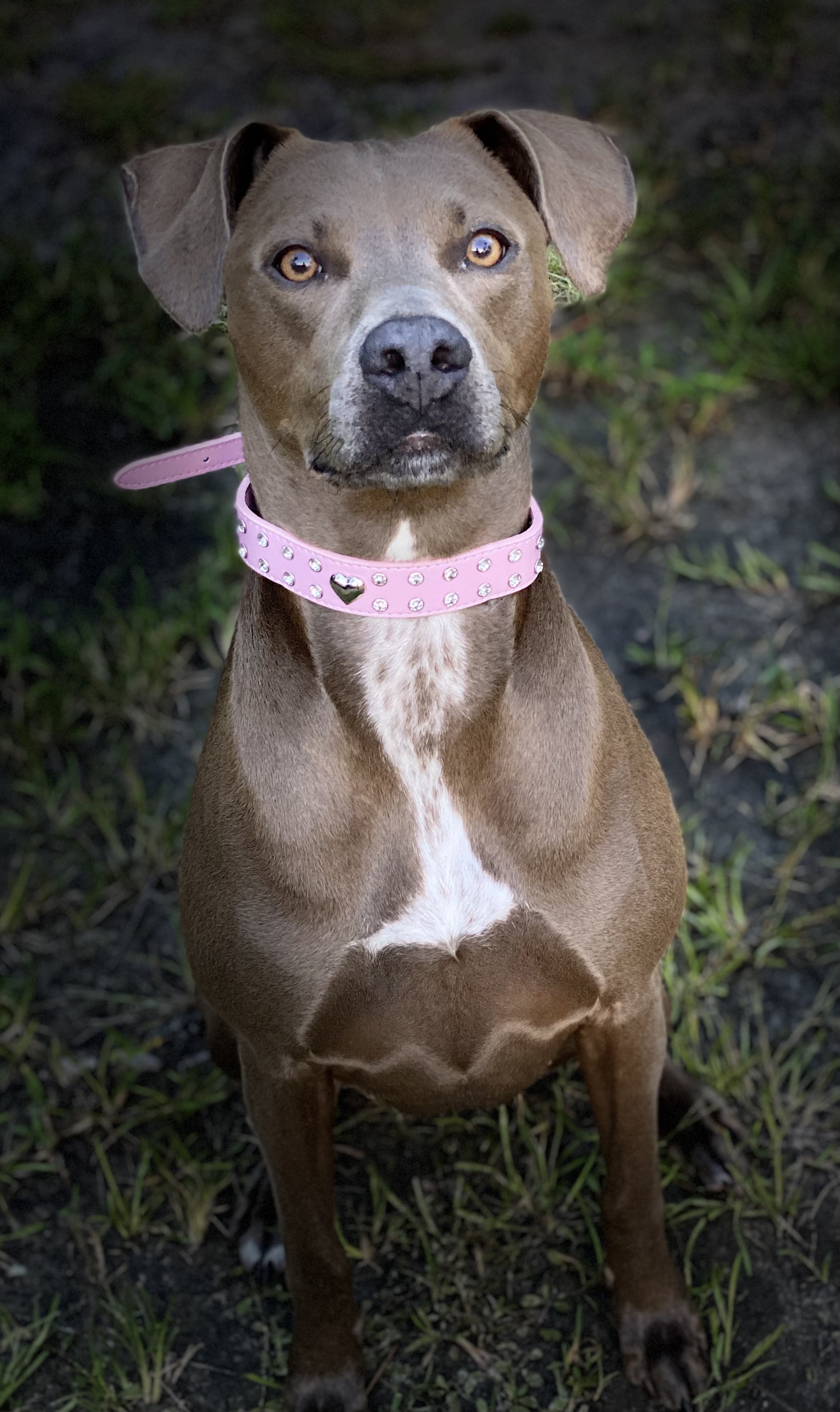 Weimaraner Mix Dog Breed - The Cutest Weimaraner Mix Photos