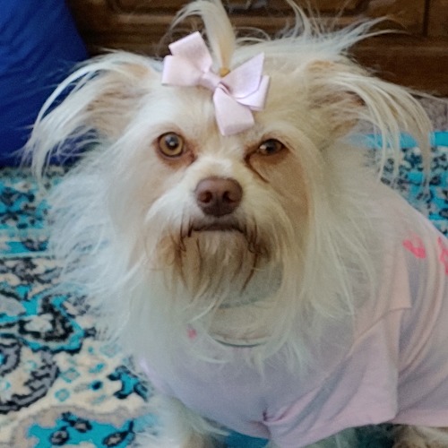 Cheyenne Cherokee Rose