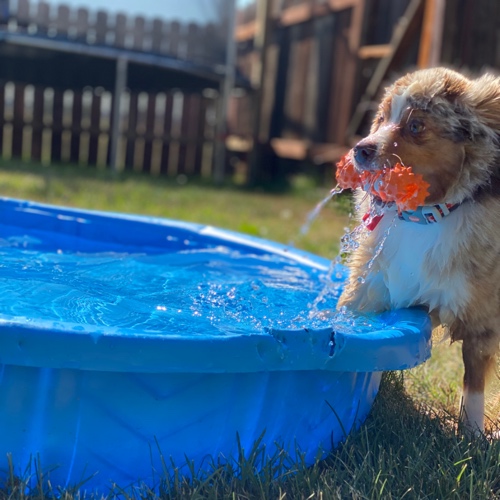 Miniature American Shepherd