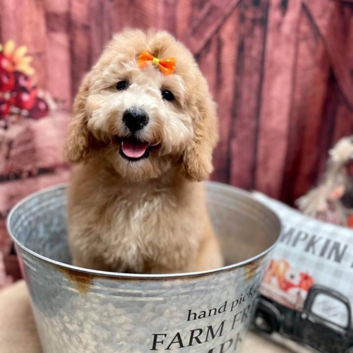 Miniature Goldendoodle Mix