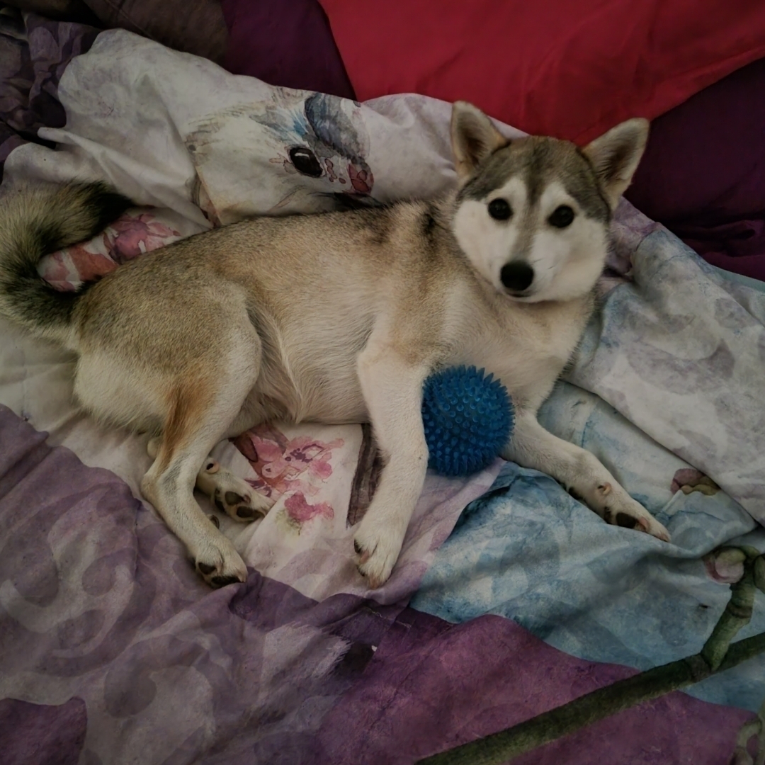 alaskan klee kai shedding a lot