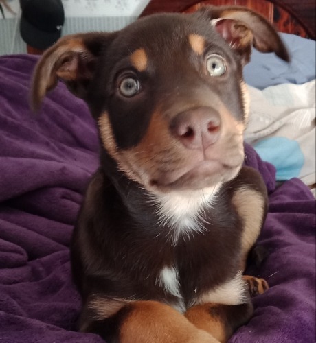 Kelpie cross hot sale husky puppy