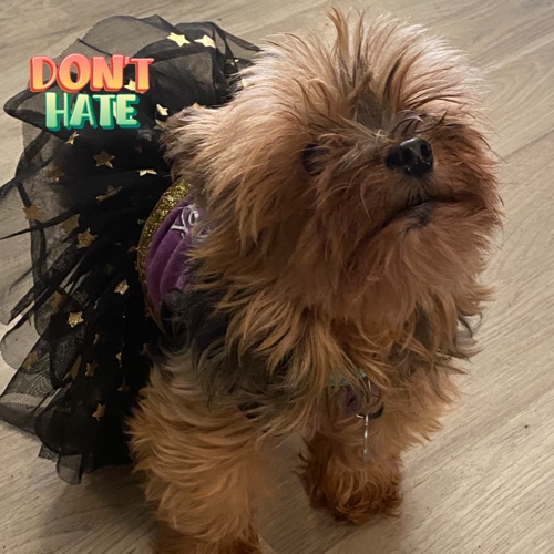 Toy Yorkshire Terrier Mix