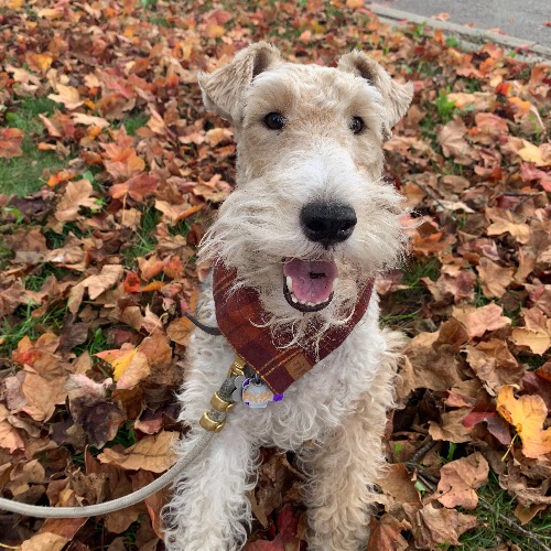 Wire Fox Terrier