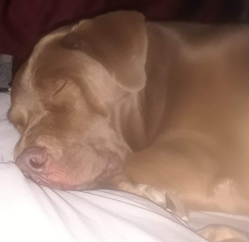 Wubong bearmichael  the first