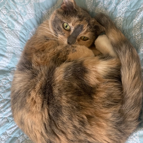 American Shorthair Mix