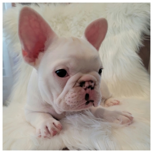 Fergus Von Wiggle Bottom