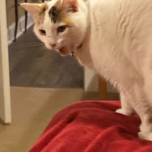 Japanese Bobtail Mix