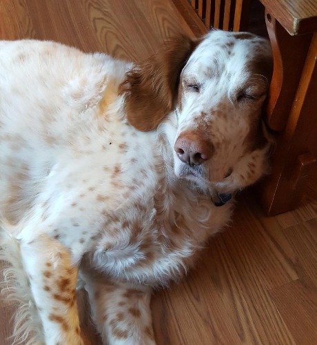 English Setter