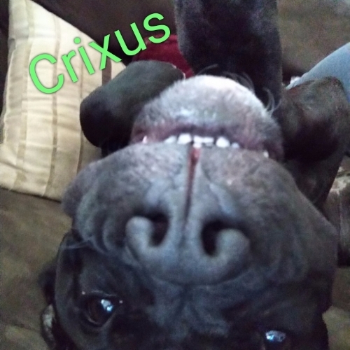 Crixus