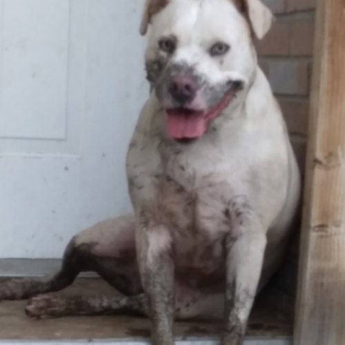 Silver Labrador Retriever Mix