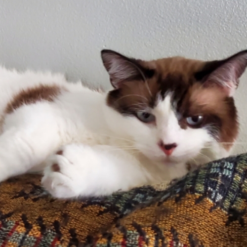 Norwegian Forest Cat Mix