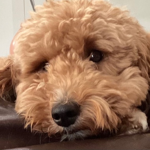 Bernedoodle