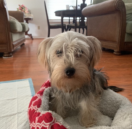 Teacup Yorkshire Terrier Mix