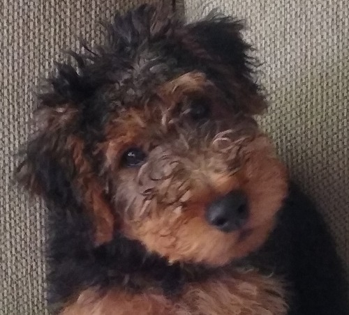 Welsh Terrier