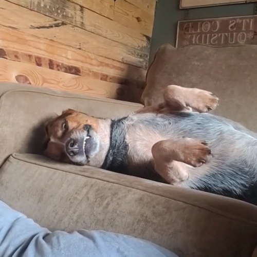 Bluetick Coonhound Mix