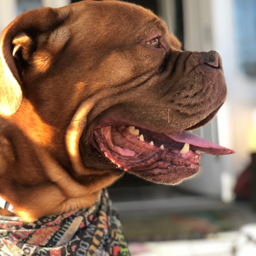 Dogue De Bordeaux