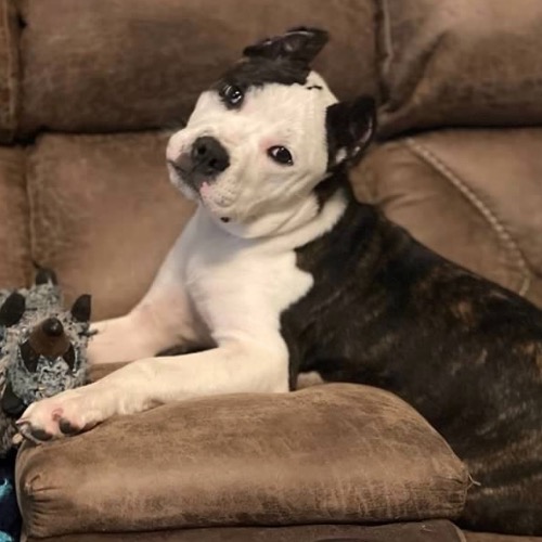 Miniature Pitbull Terrier