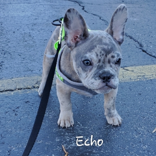 Echo