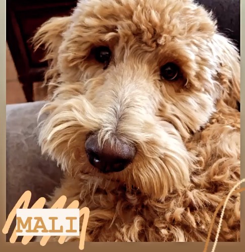 Mali