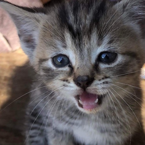 Japanese Bobtail Mix