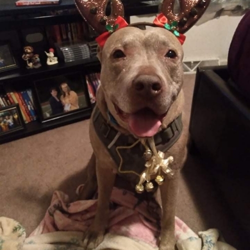 Ford Mustang Mellish