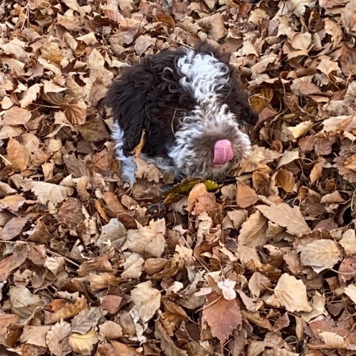 Portuguese Water Dog
