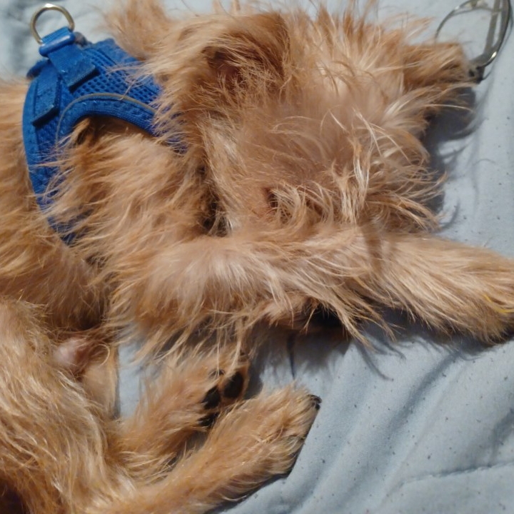 Norfolk Terrier Mix Dog Breed The Cutest Norfolk Terrier Mix Photos