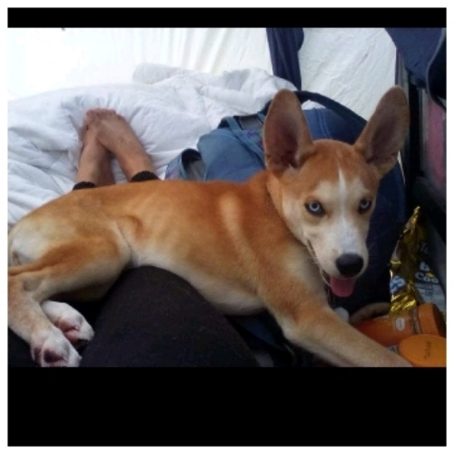 Sadie Vanilla Sleeper