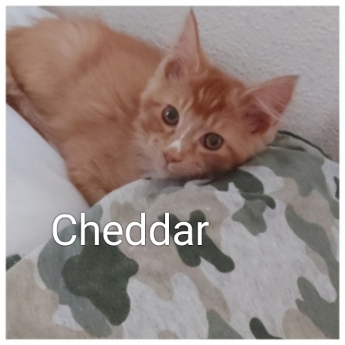 Cheddar