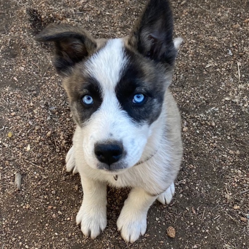 Husky Mix Dog Breed - The Cutest Husky Mix Photos