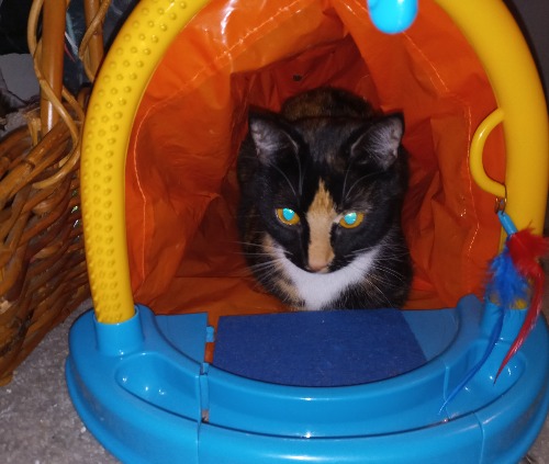 I have 2 cats Sheldon and Smokey