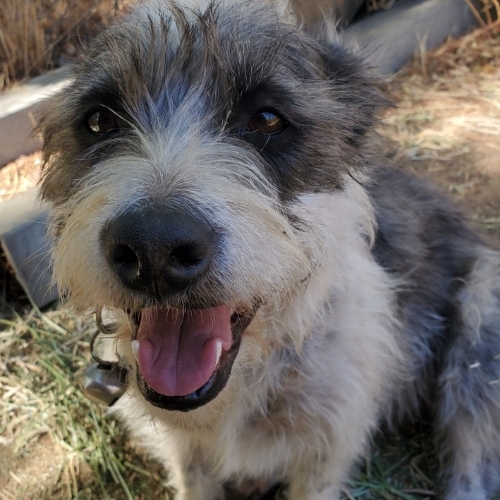 schnauzer jack russell terrier mix