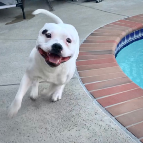 Staffordshire Terrier