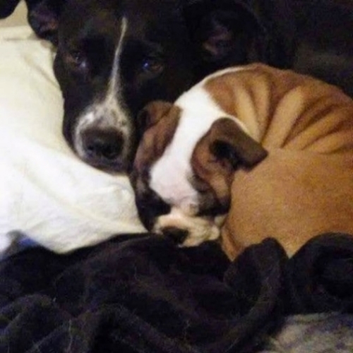 Harley  her sister Gracie