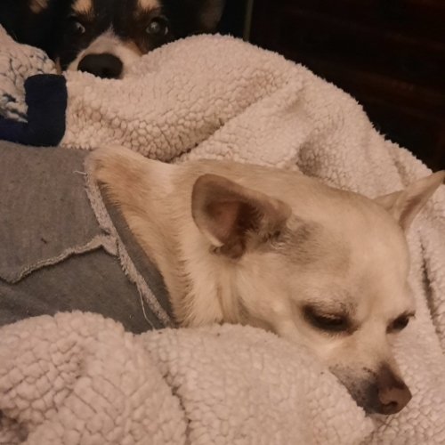 Pembroke Welsh Corgi