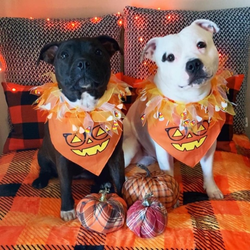 Staffordshire Terrier