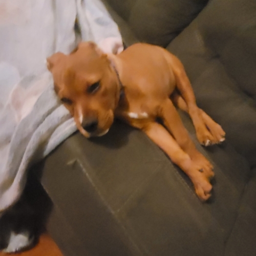 Dogue De Bordeaux Mix