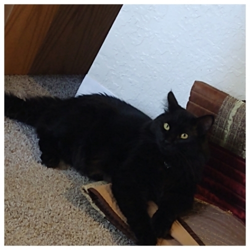 Sir Kitty Cries Alot