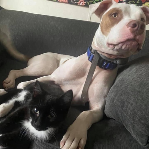 Staffordshire Terrier Mix