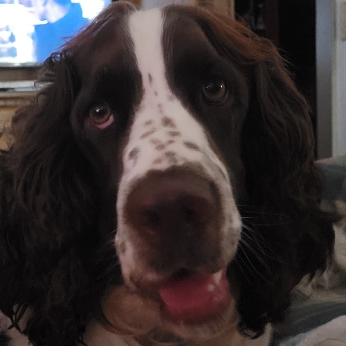 Springer Spaniel