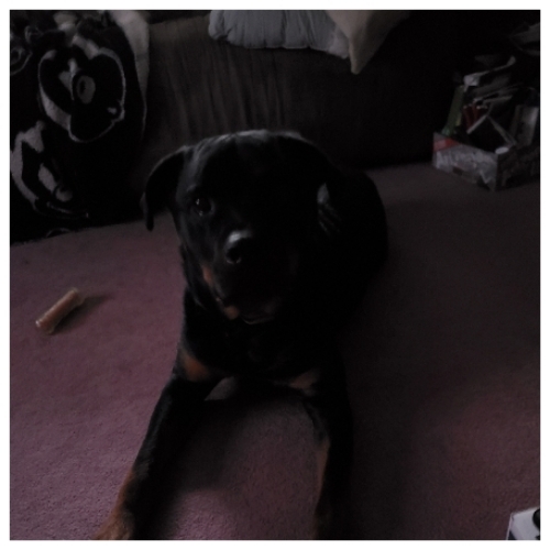 Rex Leavy Capone Benton