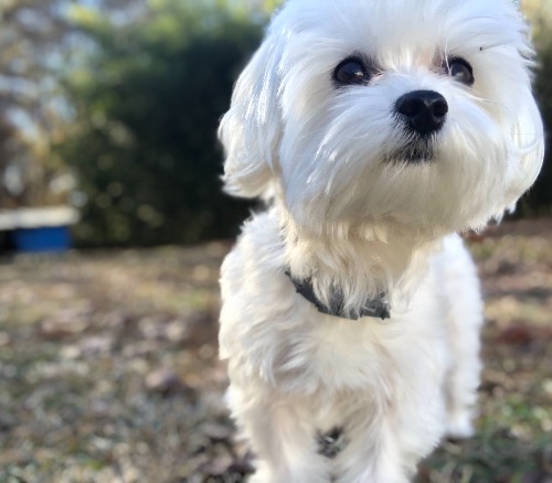 Tadashi Baymax Francis