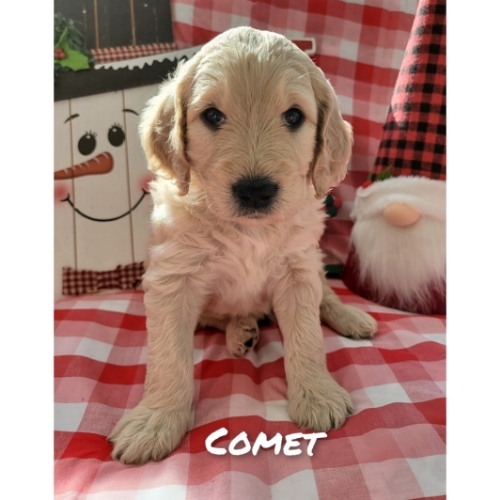 Comet