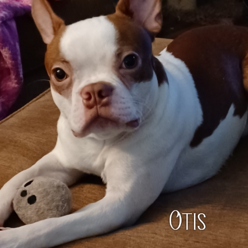 Otis
