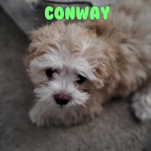 Conway