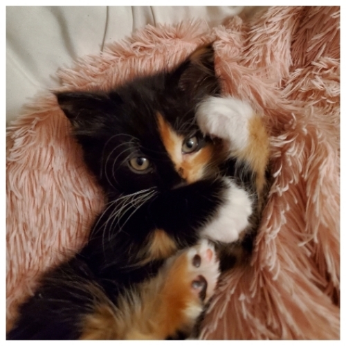 Luna cupcake Stevenson